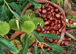 板栗冷庫保鮮貯藏方法、冷庫安裝冷庫設(shè)計